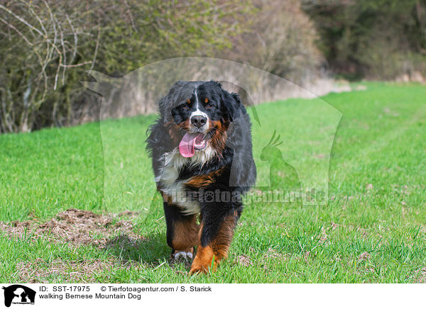 walking Bernese Mountain Dog / SST-17975