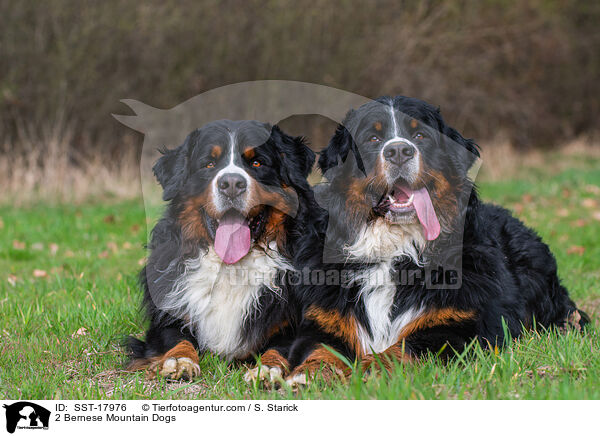 2 Bernese Mountain Dogs / SST-17976