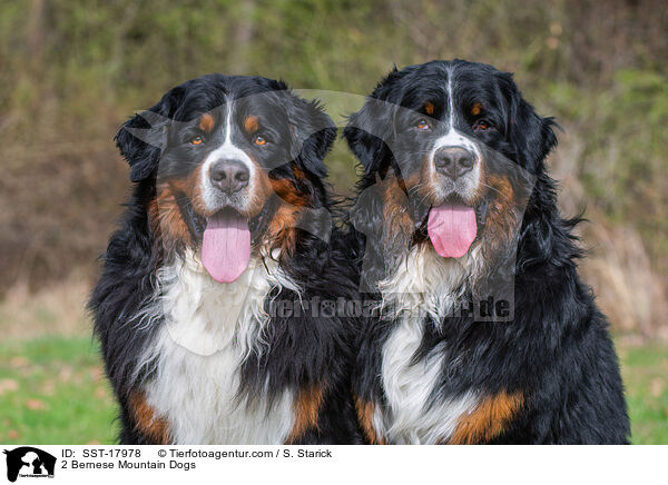2 Bernese Mountain Dogs / SST-17978