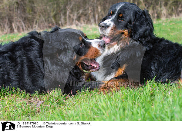 2 Bernese Mountain Dogs / SST-17980
