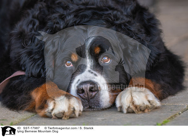 lying Bernese Mountain Dog / SST-17987