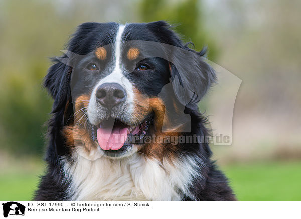 Bernese Mountain Dog Portrait / SST-17990