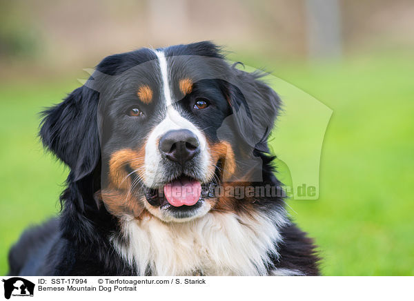 Bernese Mountain Dog Portrait / SST-17994