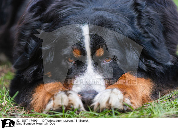 lying Bernese Mountain Dog / SST-17999