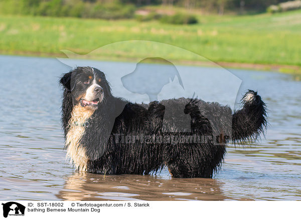 bathing Bernese Mountain Dog / SST-18002