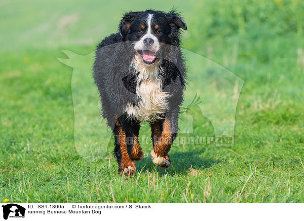 running Bernese Mountain Dog / SST-18005