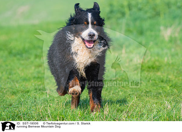running Bernese Mountain Dog / SST-18006