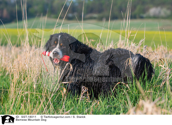 Bernese Mountain Dog / SST-18011
