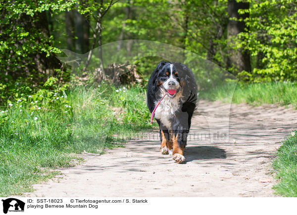 playing Bernese Mountain Dog / SST-18023