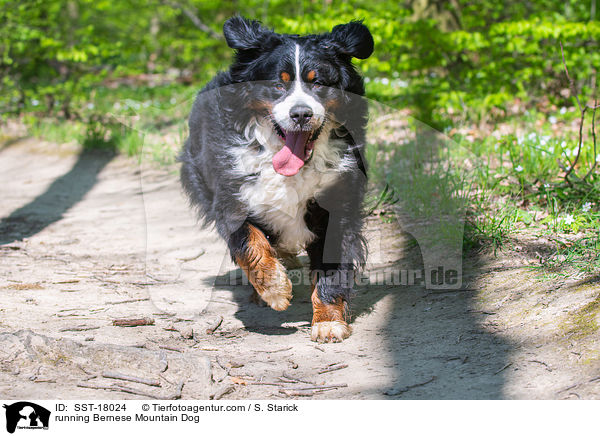 running Bernese Mountain Dog / SST-18024
