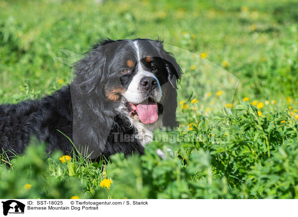 Bernese Mountain Dog Portrait / SST-18025