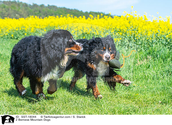 2 Bernese Mountain Dogs / SST-18044