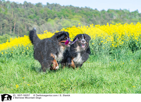 2 Bernese Mountain Dogs / SST-18057