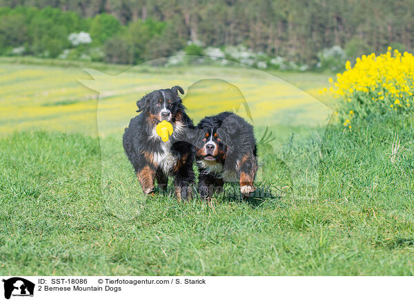 2 Bernese Mountain Dogs / SST-18086