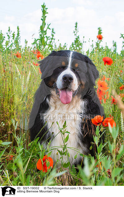 sitzender Berner Sennenhund / sitting Bernese Mountain Dog / SST-19002