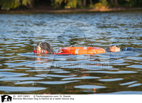 Bernese Mountain Dog is trained as a water rescue dog / SST-19061