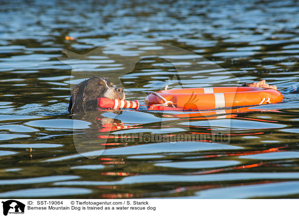 Berner Sennenhund wird ausgebildet zum Wasserrettungshund / Bernese Mountain Dog is trained as a water rescue dog / SST-19064