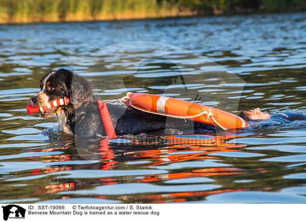 Berner Sennenhund wird ausgebildet zum Wasserrettungshund / Bernese Mountain Dog is trained as a water rescue dog / SST-19066