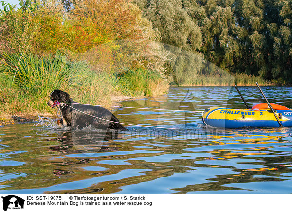 Bernese Mountain Dog is trained as a water rescue dog / SST-19075