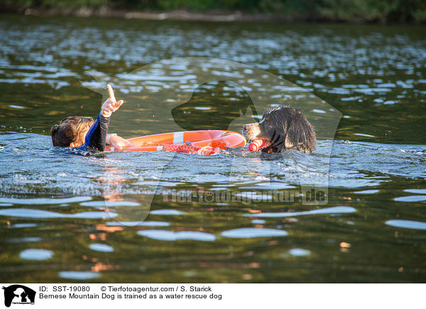 Berner Sennenhund wird ausgebildet zum Wasserrettungshund / Bernese Mountain Dog is trained as a water rescue dog / SST-19080