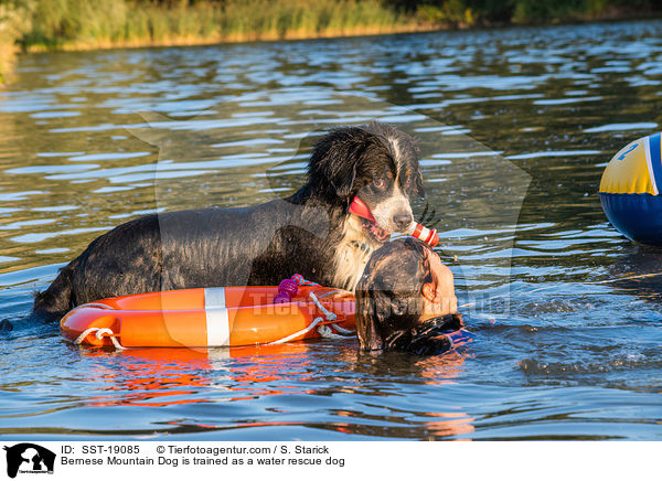 Berner Sennenhund wird ausgebildet zum Wasserrettungshund / Bernese Mountain Dog is trained as a water rescue dog / SST-19085