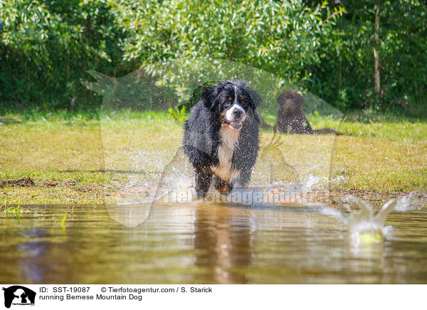running Bernese Mountain Dog / SST-19087