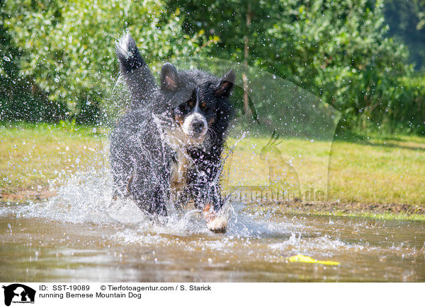 running Bernese Mountain Dog / SST-19089