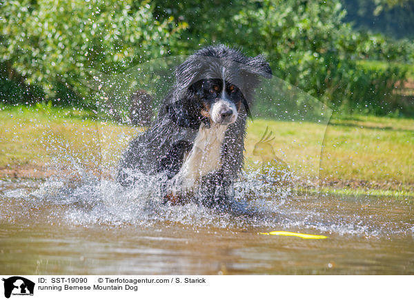running Bernese Mountain Dog / SST-19090