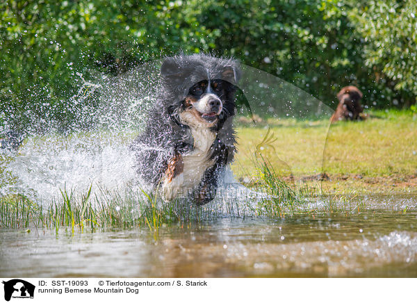 running Bernese Mountain Dog / SST-19093