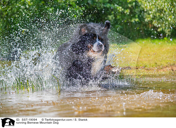 running Bernese Mountain Dog / SST-19094