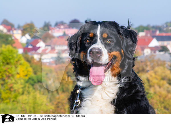 Bernese Mountain Dog Portrait / SST-19186