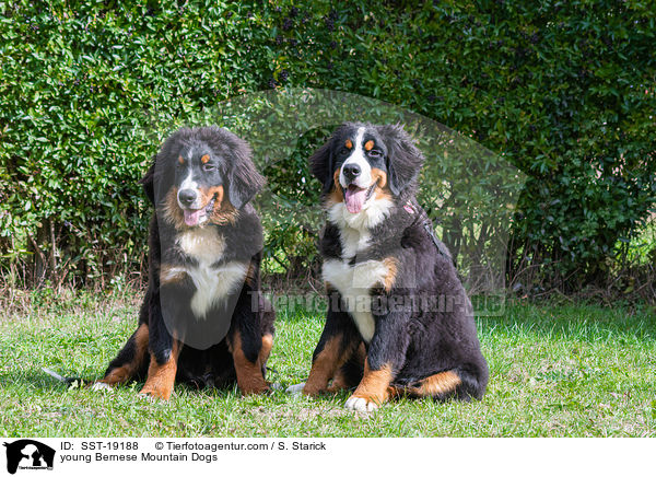 young Bernese Mountain Dogs / SST-19188
