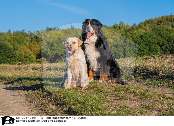 Bernese Mountain Dog and Labrador / SST-19191