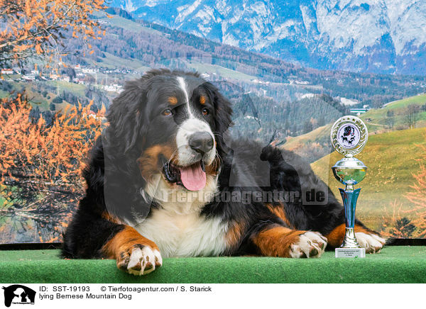 lying Bernese Mountain Dog / SST-19193