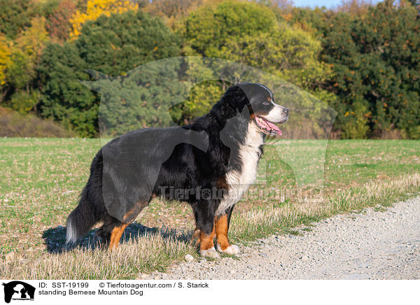 standing Bernese Mountain Dog / SST-19199