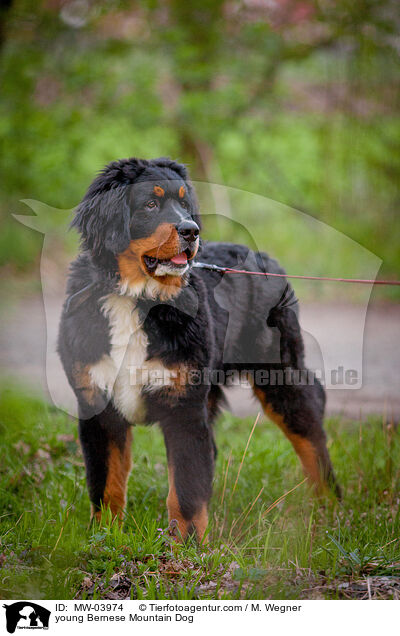 young Bernese Mountain Dog / MW-03974