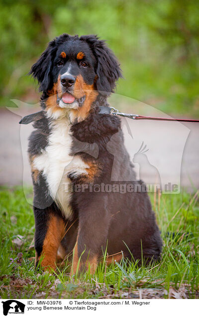 young Bernese Mountain Dog / MW-03976