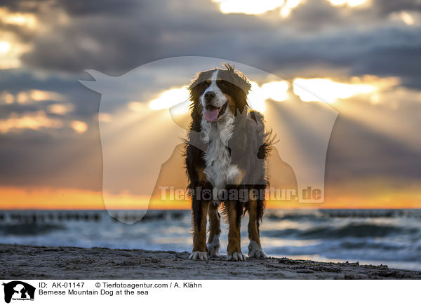 Bernese Mountain Dog at the sea / AK-01147