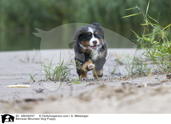 Bernese Mountain Dog Puppy / AM-06257