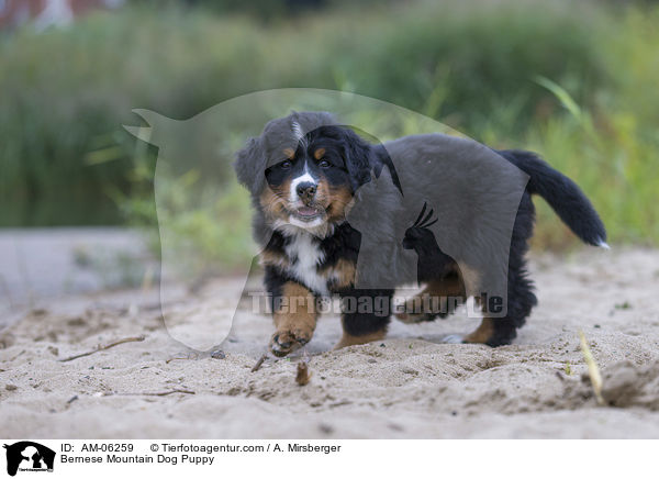 Bernese Mountain Dog Puppy / AM-06259