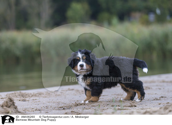 Bernese Mountain Dog Puppy / AM-06260