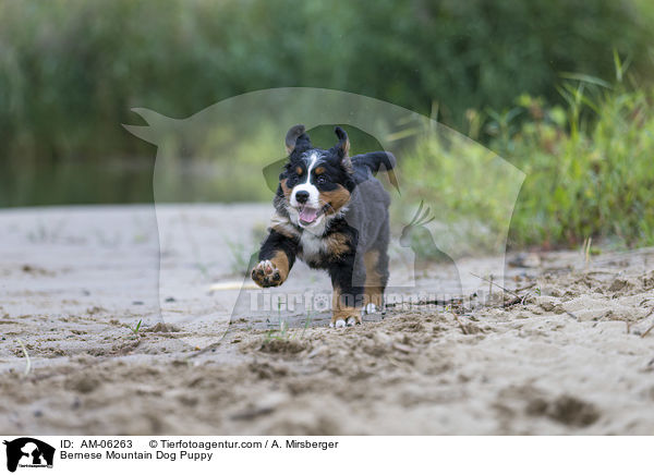 Bernese Mountain Dog Puppy / AM-06263