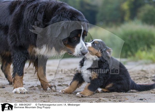Bernese Mountain Dog Puppy / AM-06267
