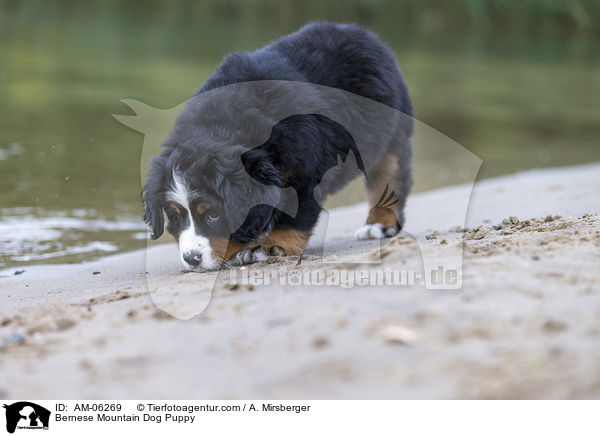 Bernese Mountain Dog Puppy / AM-06269
