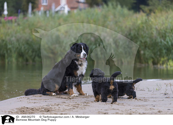 Bernese Mountain Dog Puppy / AM-06270