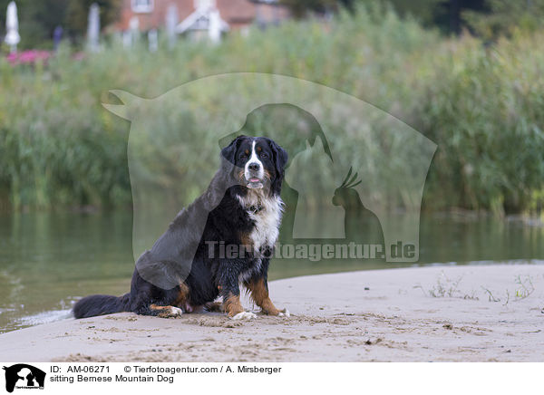 sitting Bernese Mountain Dog / AM-06271