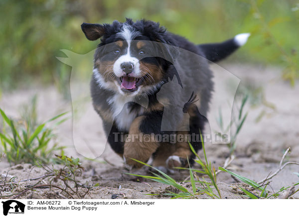Bernese Mountain Dog Puppy / AM-06272