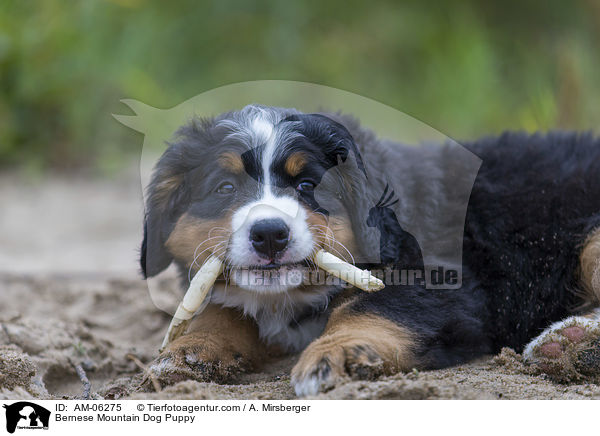 Bernese Mountain Dog Puppy / AM-06275