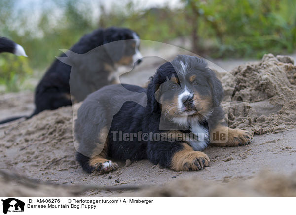Bernese Mountain Dog Puppy / AM-06276