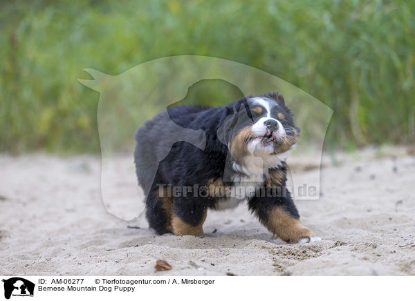 Bernese Mountain Dog Puppy / AM-06277